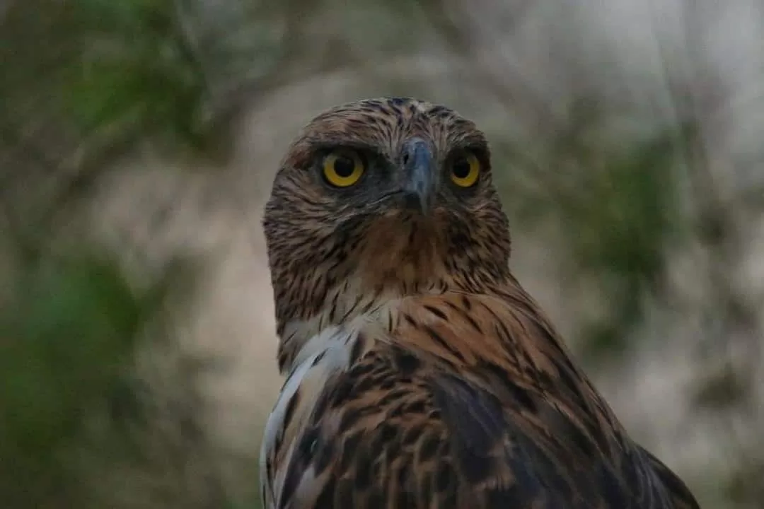 Birds of Tadoba