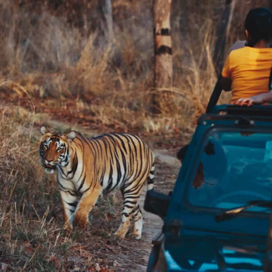 Tadoba Open Jeep Safari