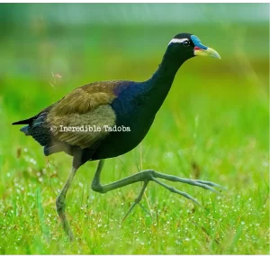Bronze Winged Jacana