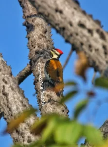 Flameback Woodpecker