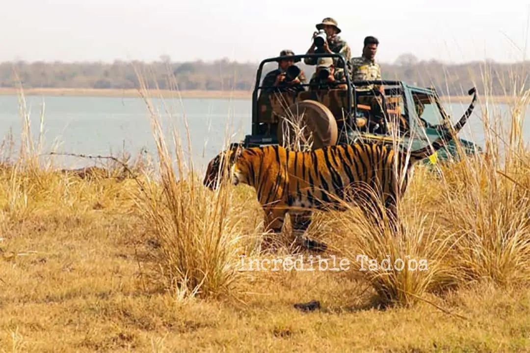 Amazing Tadoba Tours