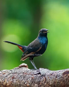 Indian Robin