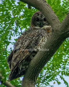 Mottel Wood Owl