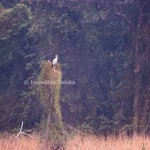 Open Billed Stork