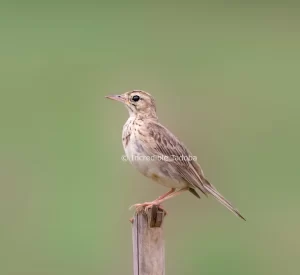 Paddyfeild Pipit