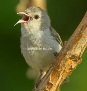 Pale-billed flowerpecker