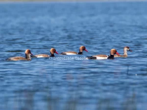 Red-Creasted Pochards