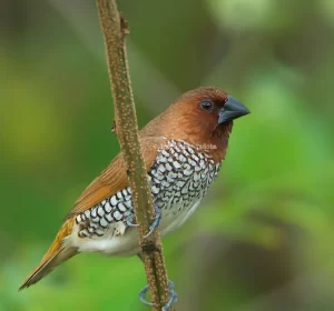 Scally Breasted Munia