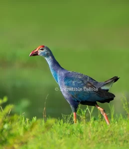 Swamphen