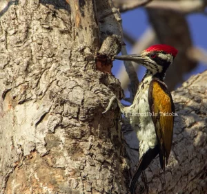 White-naped Woodpecker