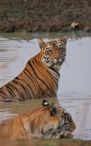 Tigers of Tadoba