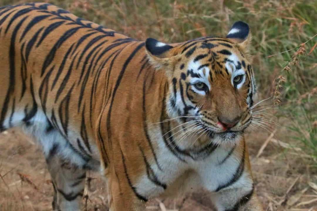 Tadoba Tiger