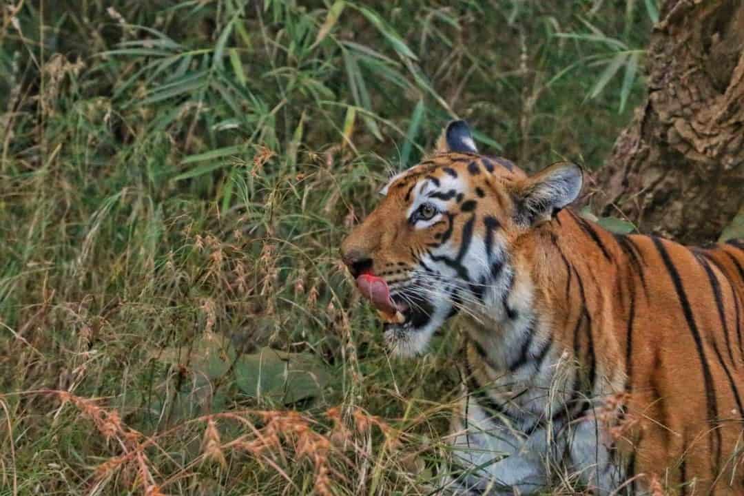 Tadoba Tour Packages