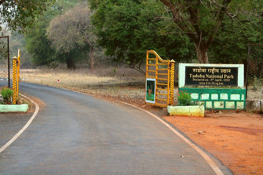 10 Tips For Tadoba Jungle Safari