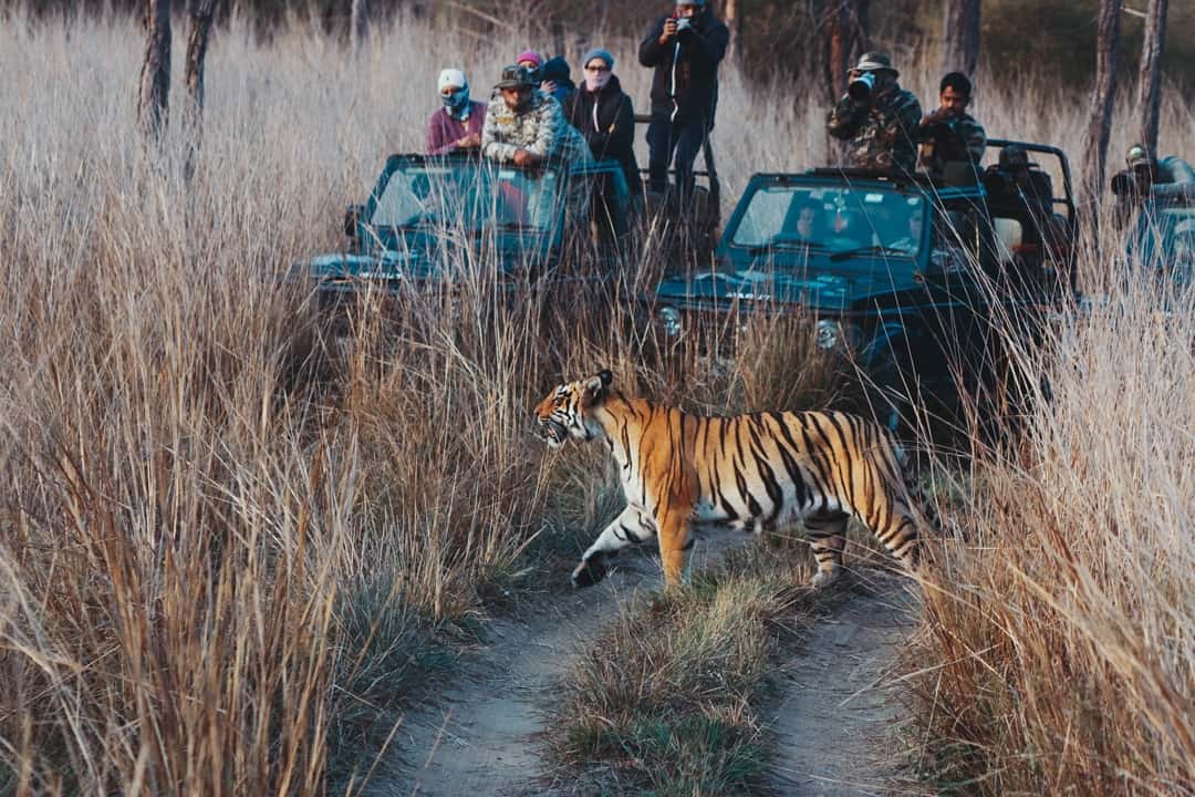 Tadoba Tour From Pune