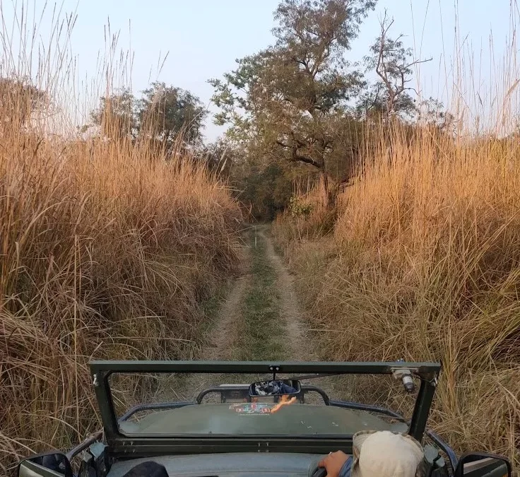 Tadoba Flora and Fauna