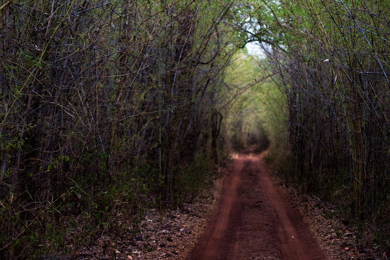 Bamboo forest road