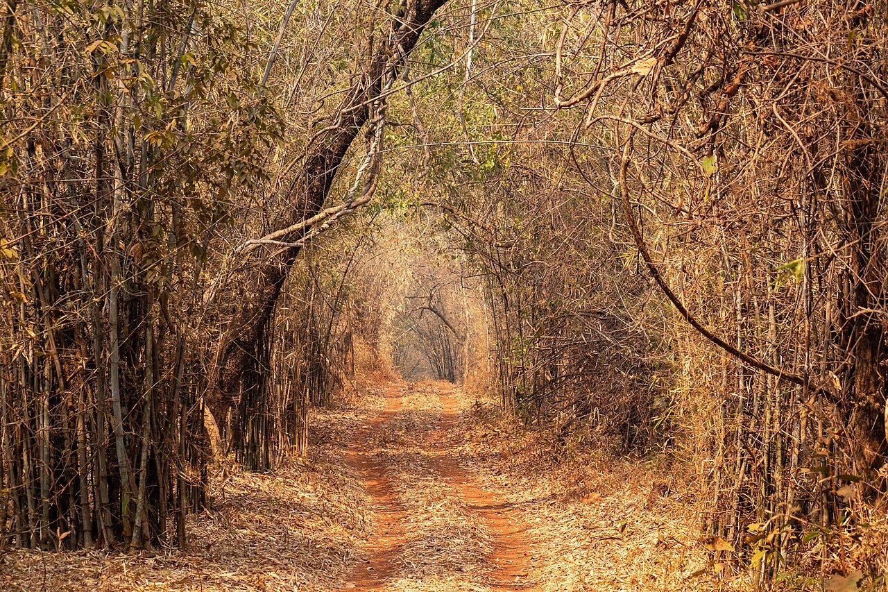 Bamboo-lined forest trail