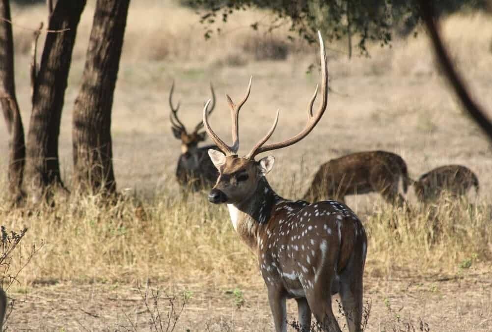 Spotted deer in dry grassland