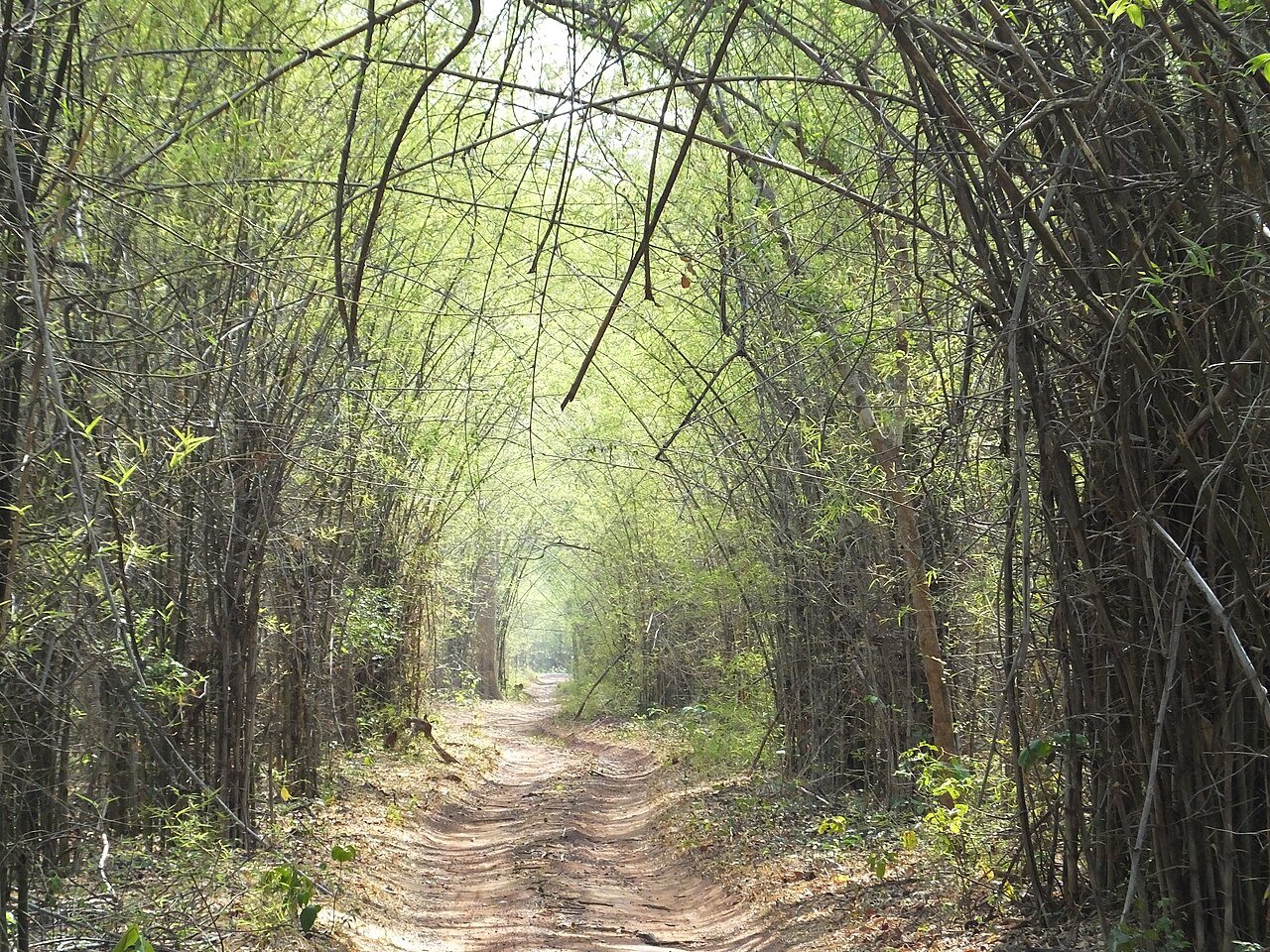 Forest landscape of Tadoba