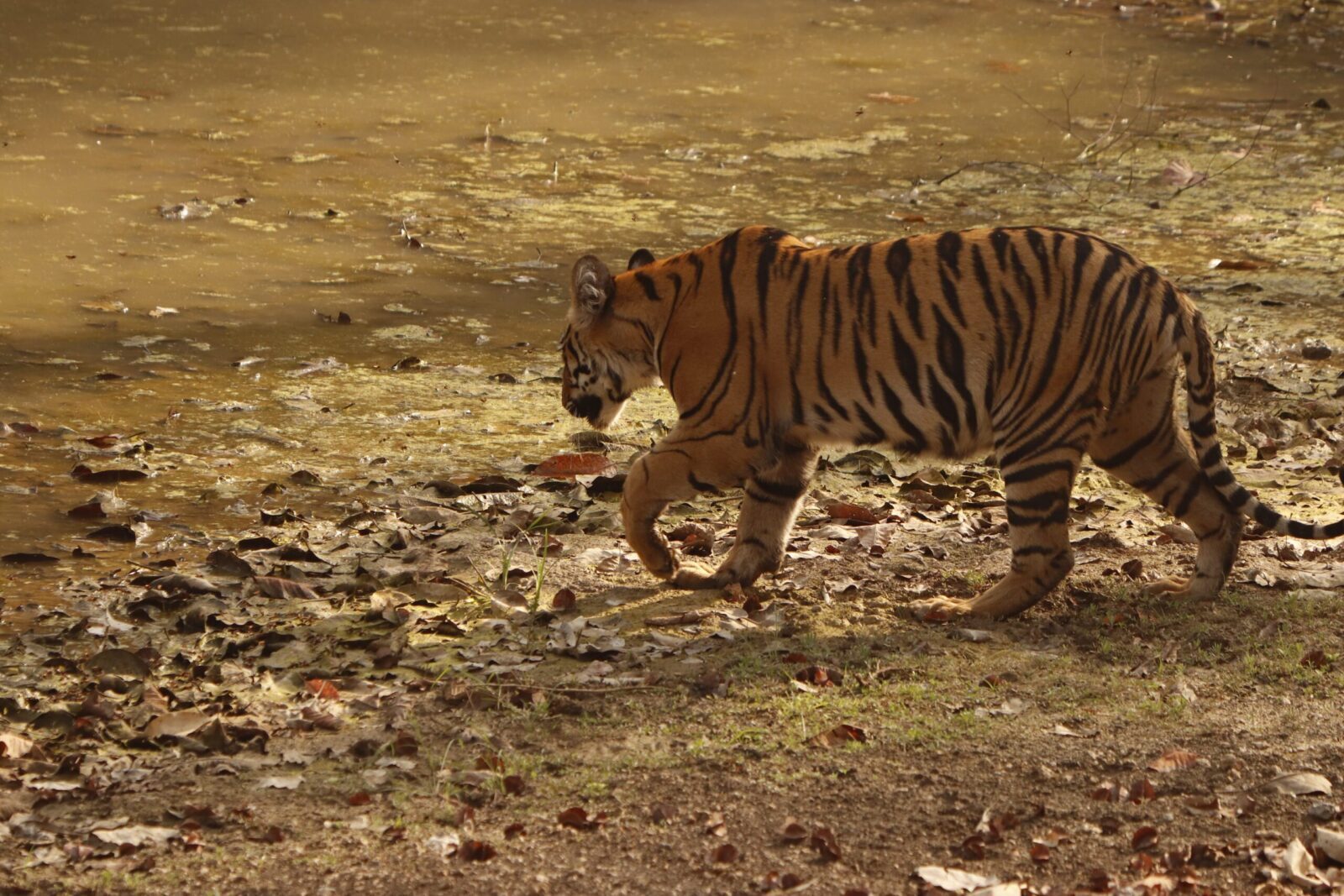 Tiger walking across dry ground